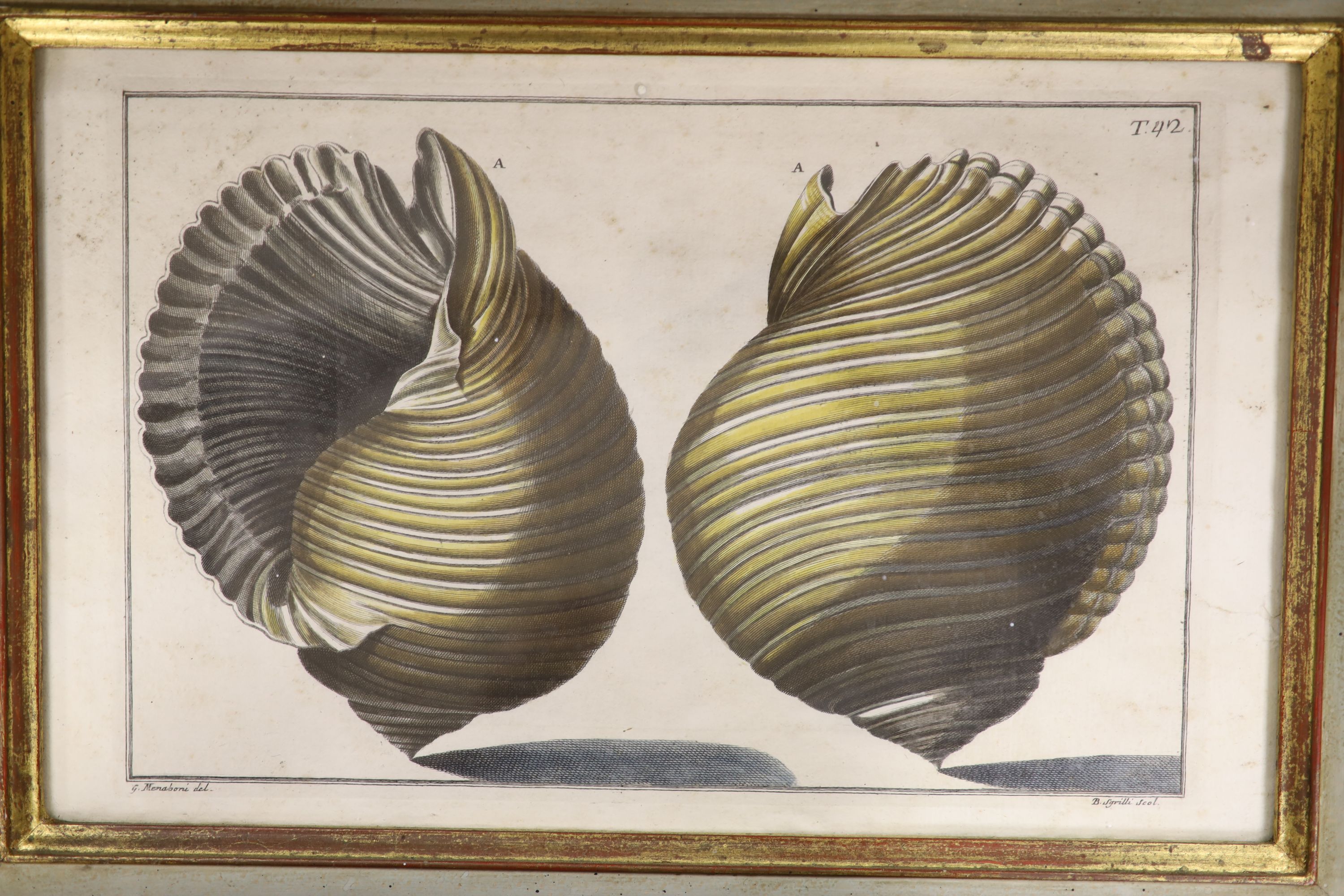 Pazzi after Menabuoni, four hand coloured engravings, Studies of shells, 41 x 26cm and a set of four hand coloured botanical engravings of Orchids, 26 x 22cm